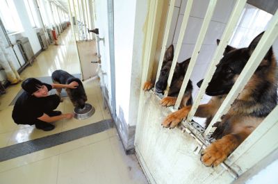 馴犬員給搜油犬準(zhǔn)備晚餐。