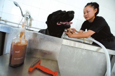 天熱時,搜油犬會天天洗澡。
