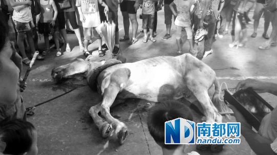 死馬拉的車。 游客圍觀死馬。游客供圖