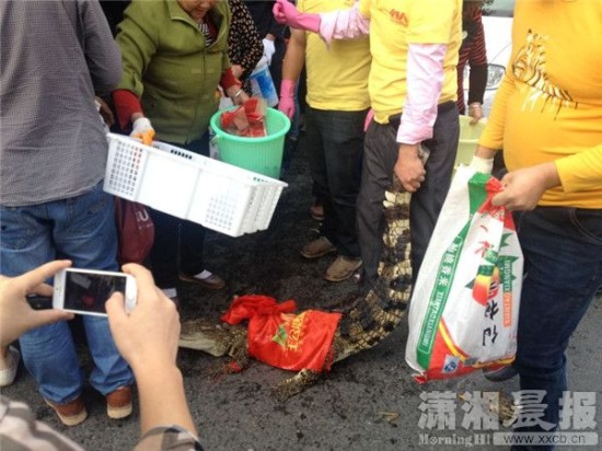 鱷魚被車主抓到。