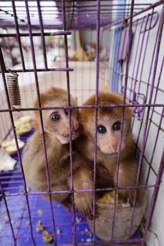 獼猴、麂子、白鷴、果子貍、豪豬、豺狗、熊、竹鼠等國家保護野生動物或瀕危物種，在此成為各路食客的盤中餐