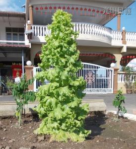 馬口親善花園居民李亞德種出“高人一等”的生菜，這棵3英尺高的生菜好像圣誕樹，令人稱奇。