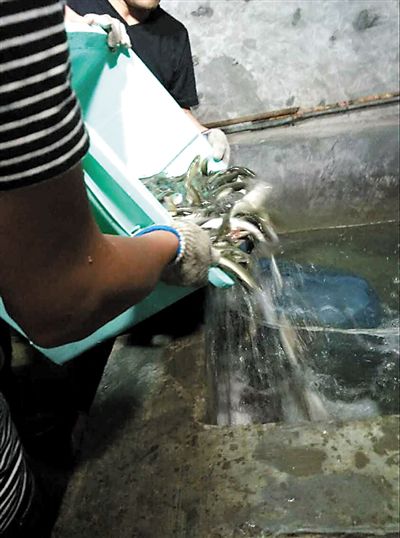 主人將撈上來的魚放進魚池。