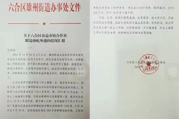 交匯點10月10日消息， 10日晚上，一則消息在南京人的朋友圈和微信群里瘋傳，網(wǎng)傳消息稱：六合雄州街道山北村一個農(nóng)莊私自養(yǎng)眼鏡蛇，幾天前突然跑出來了，估計二三百條。交匯點記者向六合區(qū)委宣傳部相關人士求證，證實了此事確實發(fā)生。