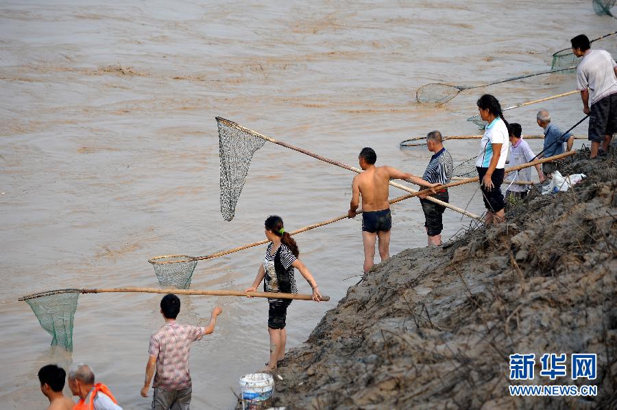 7月6日,在山西省平陸縣黃河岸邊,人們在河邊捕撈黃河“流魚”。
