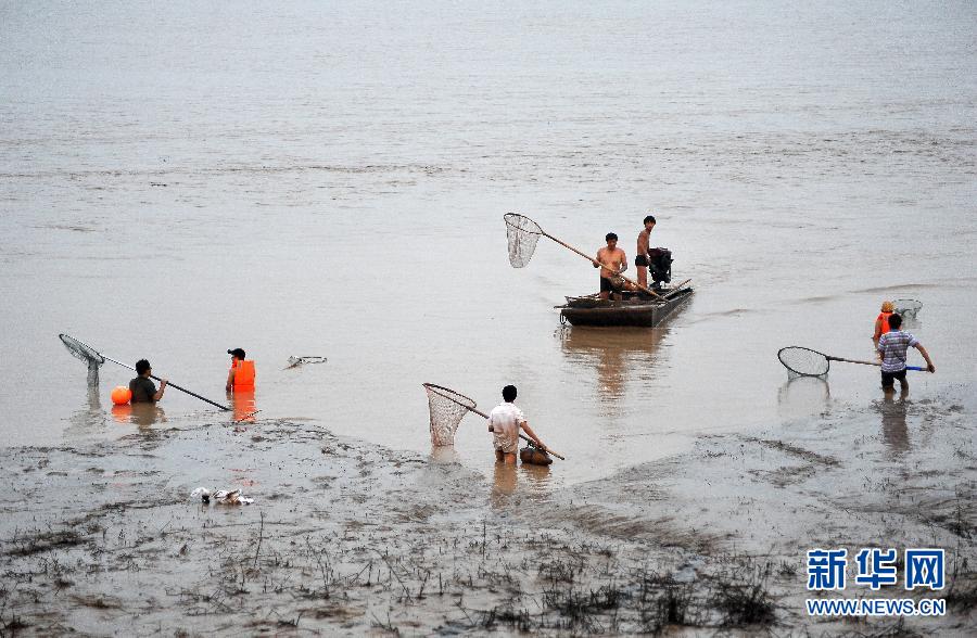 7月6日,在山西省平陸縣黃河河道內(nèi),人們在捕撈黃河“流魚”。