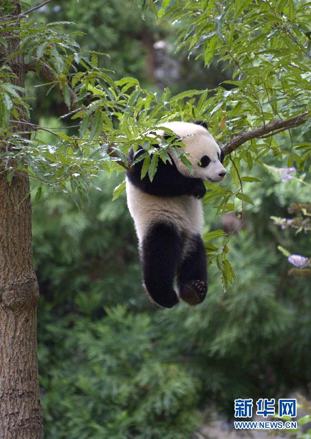 8月23日,大熊貓“寶寶”在美國華盛頓的國家動物園玩耍。新華社記者殷博古攝