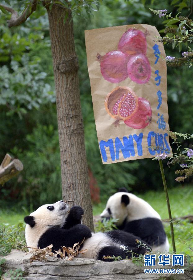 8月23日,大熊貓“寶寶”在美國華盛頓的國家動物園參加“抓周”儀式。