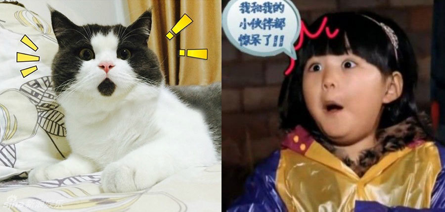 不小心就撞臉了！盤點動物界的明星相