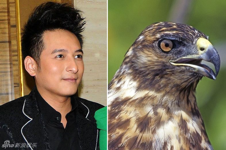 不小心就撞臉了！盤點動物界的明星相