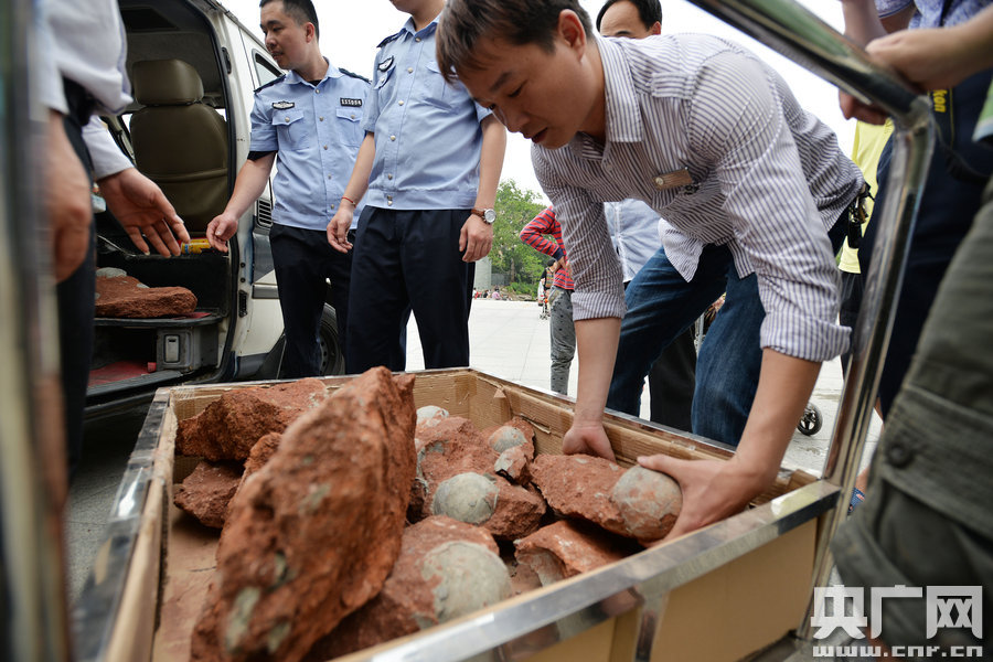 2015年4月19日，廣東河源，道路改造施工現(xiàn)場，挖出一大窩恐龍蛋化石。