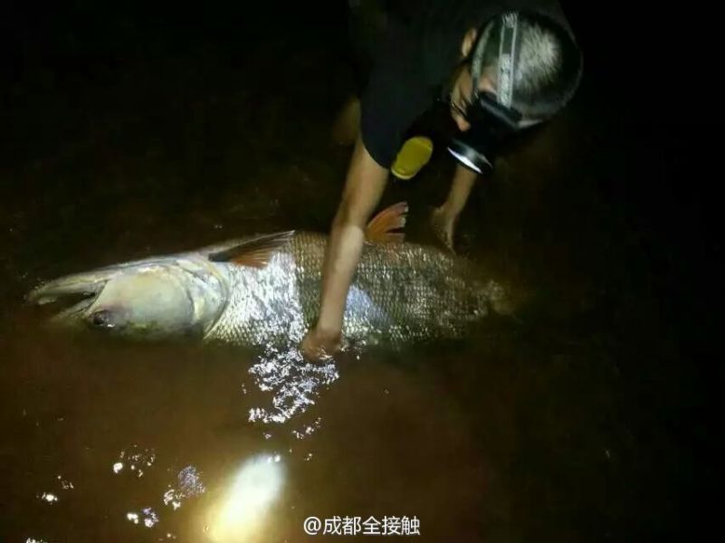 圖為父子倆發(fā)現(xiàn)大魚。