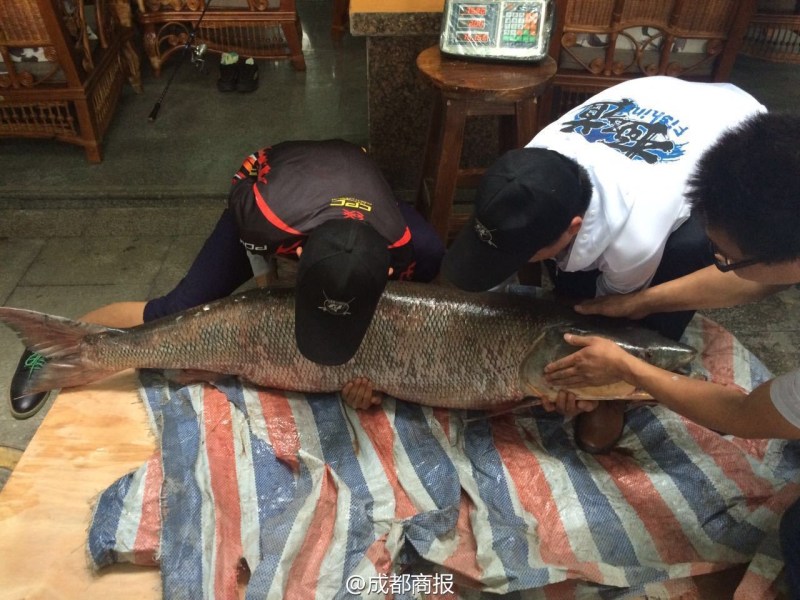 圖為父子倆翻動(dòng)大魚。
