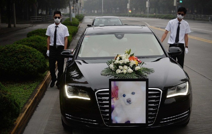著寵物狗靈柩的車隊緩緩開往悼念室。