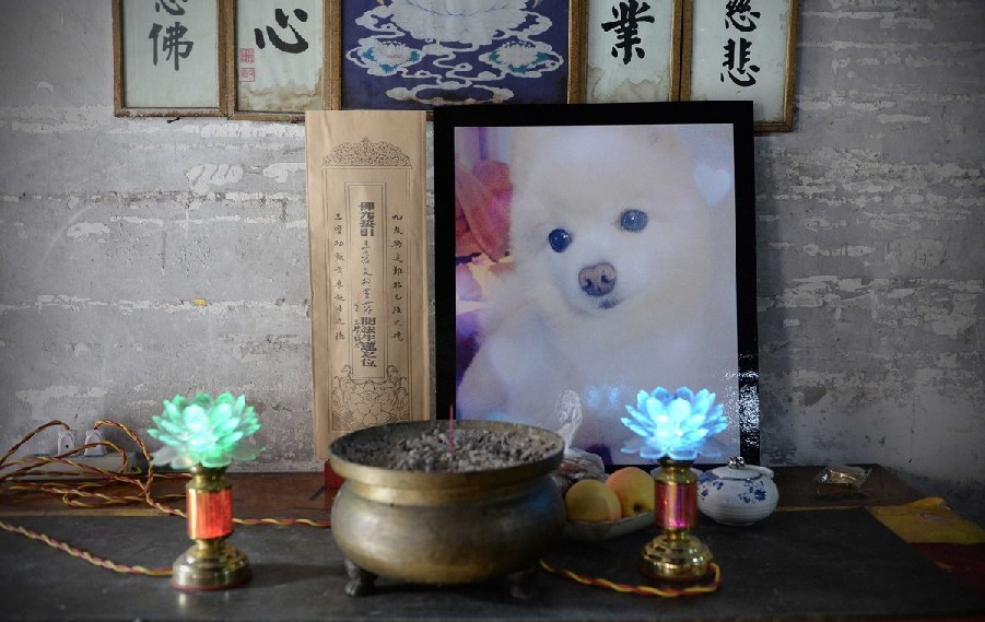 寵物狗的遺像被擺放在寺廟中。