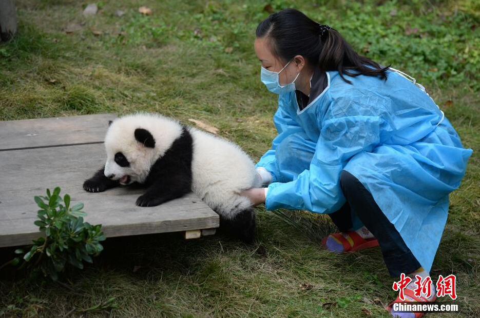 一名飼養(yǎng)員正幫助一只小大熊貓練習攀爬。