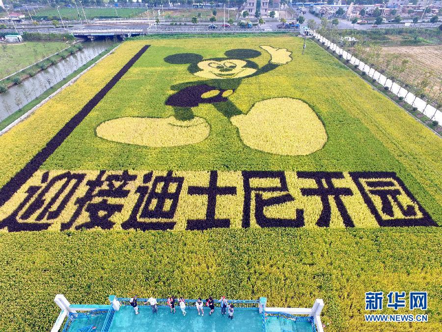 10月25日，游客在觀景臺上觀賞“米老鼠”稻田畫。