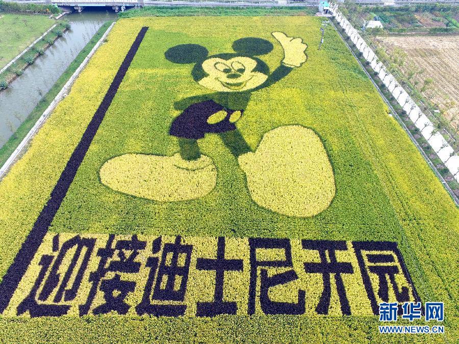 10月25日，游客在觀景臺上觀賞“米老鼠”稻田畫。