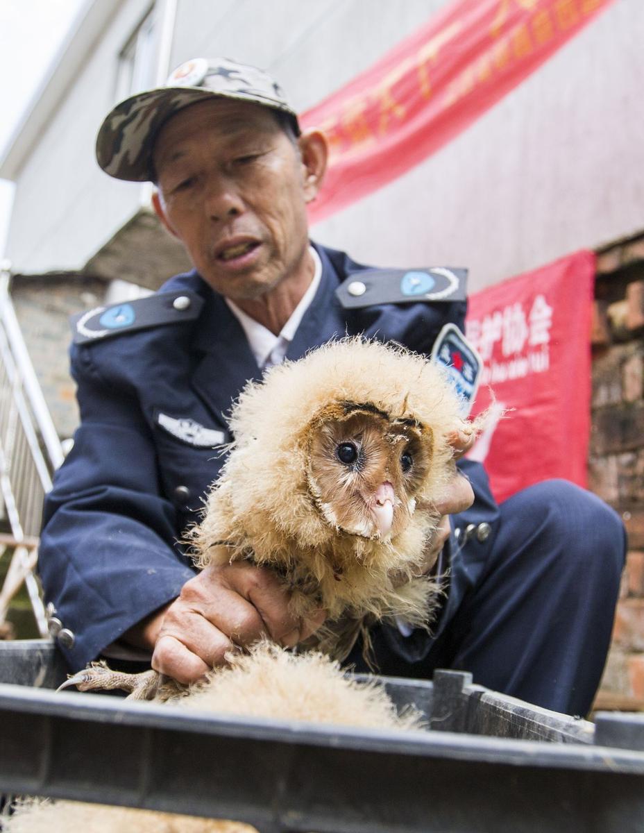 這5只雛鳥長得既像貓頭鷹，又像老鷹，危億玲和她丈夫便上網(wǎng)查詢，也沒查出來到底是什么動物。因為擔心這些雛鳥是保護動物，放在自己家里會養(yǎng)不好，危億玲便聯(lián)系上了都昌縣林業(yè)局野生動植物保護管理站。