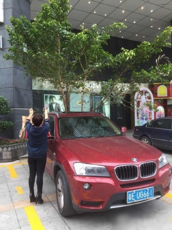 一輛停在停車位上的寶馬轎車，被墜落的樹(shù)枝砸中，樹(shù)枝徑直插入車內(nèi)，現(xiàn)場(chǎng)引發(fā)不少市民圍觀拍照。