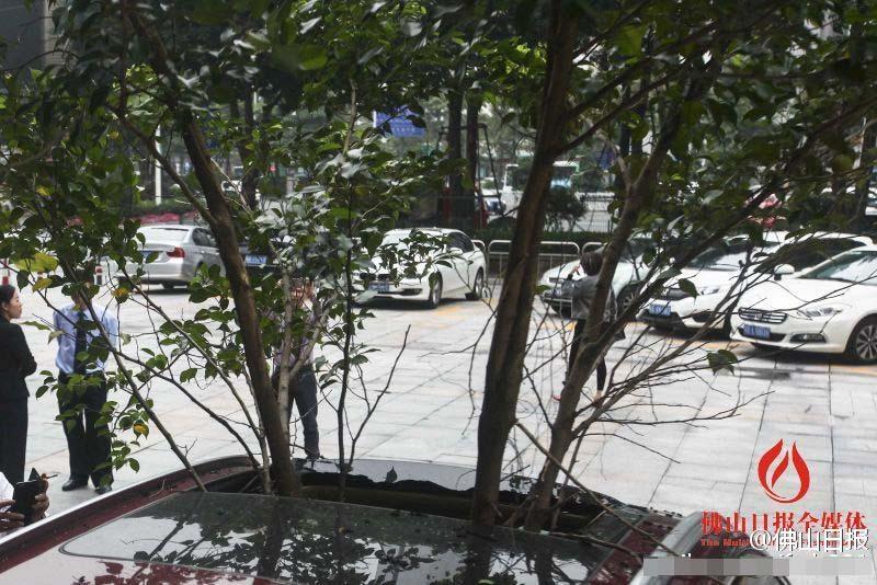 一輛停在停車位上的寶馬轎車，被墜落的樹(shù)枝砸中，樹(shù)枝徑直插入車內(nèi)，現(xiàn)場(chǎng)引發(fā)不少市民圍觀拍照。