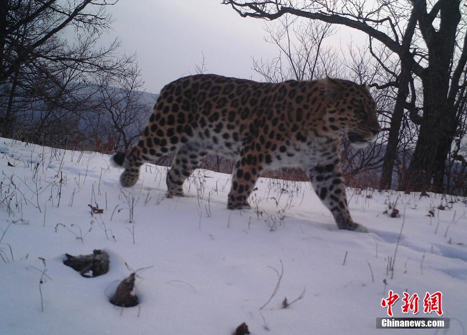 黑龍江老爺嶺保護(hù)區(qū)多次拍到野生東北虎、豹影像