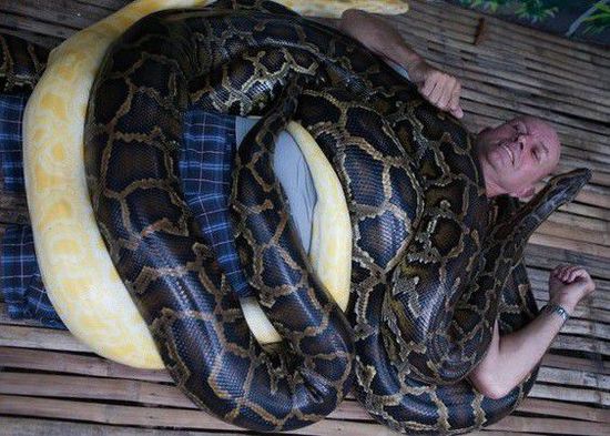 菲律賓一家動(dòng)物園為游客提供蟒蛇按摩服務(wù)。