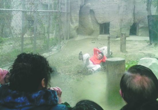 昨日，成都動(dòng)物園，男子進(jìn)入白虎活動(dòng)區(qū)后被白虎拖行。動(dòng)物園出動(dòng)50多人成功營(yíng)救下他