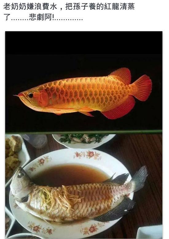 老奶奶嫌浪費(fèi)水,把孫子養(yǎng)的紅龍清蒸了。圖片取自臺(tái)媒