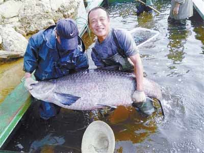 河南水庫捕到147斤重大青魚，長1.76米。
