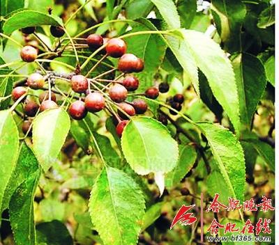 261歲古樹(shù)棠梨“搬家” 業(yè)內(nèi)人士表示擔(dān)憂(yōu)(圖)