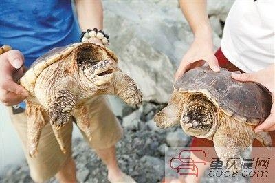 楊先生買來(lái)的鱷龜有很強(qiáng)的攻擊性。見(jiàn)習(xí)記者 雷鍵 攝