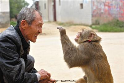 10月13日，新野縣鮑灣村耍猴人楊林貴蹲在家門口和自己的猴子玩耍。楊林貴，耍猴近三十年。