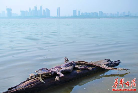 23日上午，瀏陽河與湘江交匯的地方發(fā)現(xiàn)了一條鱷魚的尸骸。