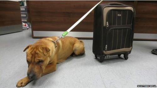 這只雄性的雜交沙皮犬被連同行李箱被拴在火車站外的欄桿上。