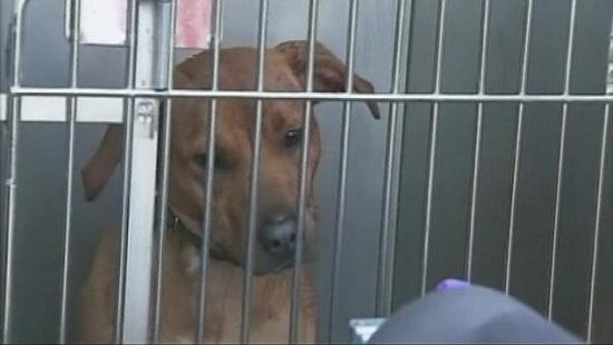 圖為當時襲擊艾琳的兩只惡犬其中之一。