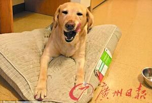 機(jī)智的導(dǎo)盲犬尤蘭達(dá)。