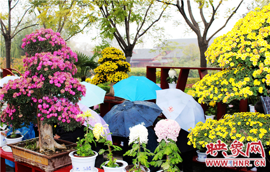 天好、花美 中國(guó)開封第32屆菊花文化節(jié)延長(zhǎng)一周