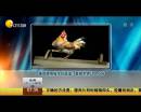雄雞靚照催生優(yōu)質(zhì)蛋？看臉世界讓人心碎