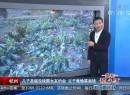 兒子圣誕沒(méi)錢跟女友約會(huì) 父子竟偷菜賣錢
