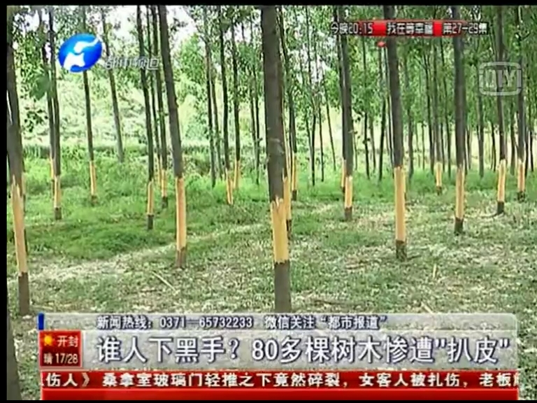 80多棵樹被“扒皮” 誰痛下黑手？
