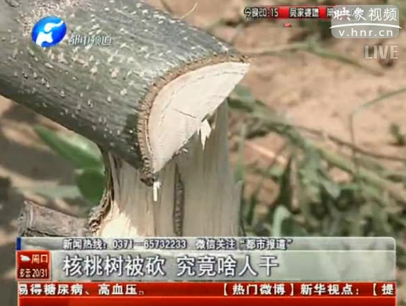 農(nóng)戶(hù)百十棵核桃樹(shù)被砍