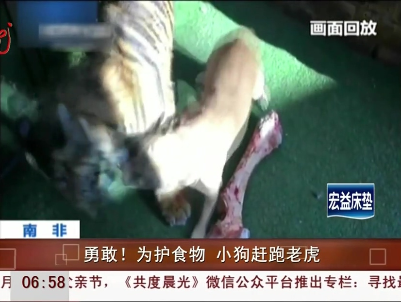 勇敢！為護(hù)食物 小狗趕跑老虎