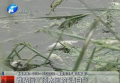 誰玷污了須水河的“清白”？