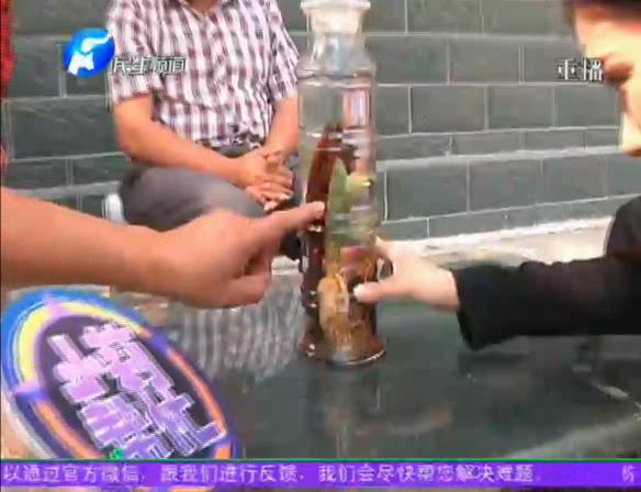 神奇！泡酒人參發(fā)芽長樹葉