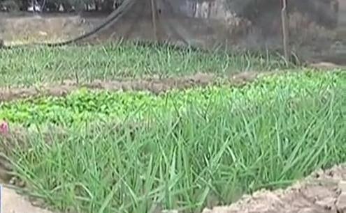 生態(tài)廊道變菜園 誰干的？