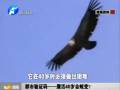 鷹活40歲會蛻變？
