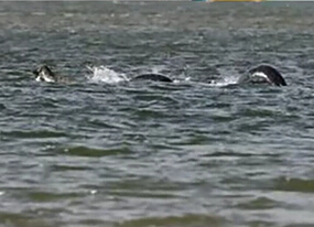 尼斯湖水怪又現(xiàn)？ 清晰照引熱議