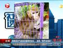 獼猴因帥氣臉龐深邃眼神走紅  被稱(chēng)“猴界金城武”