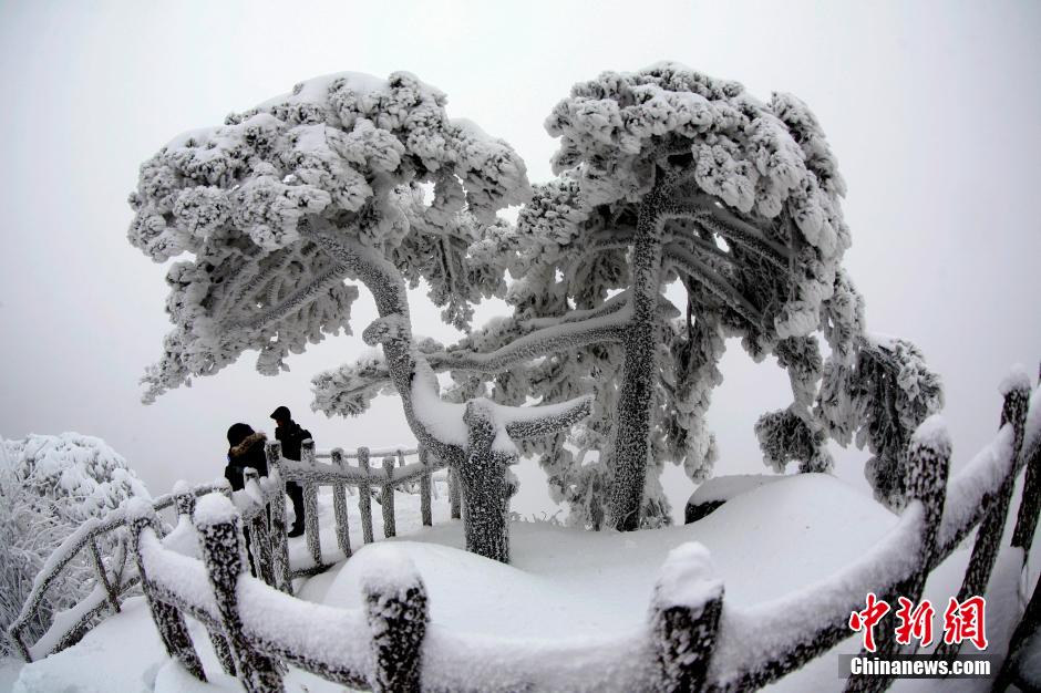 12月18日，雪后的安徽黃山風(fēng)景區(qū)出現(xiàn)了大面積雪凇美景，銀裝素裹，玉樹瓊枝，游人置身其間，如醉如癡。